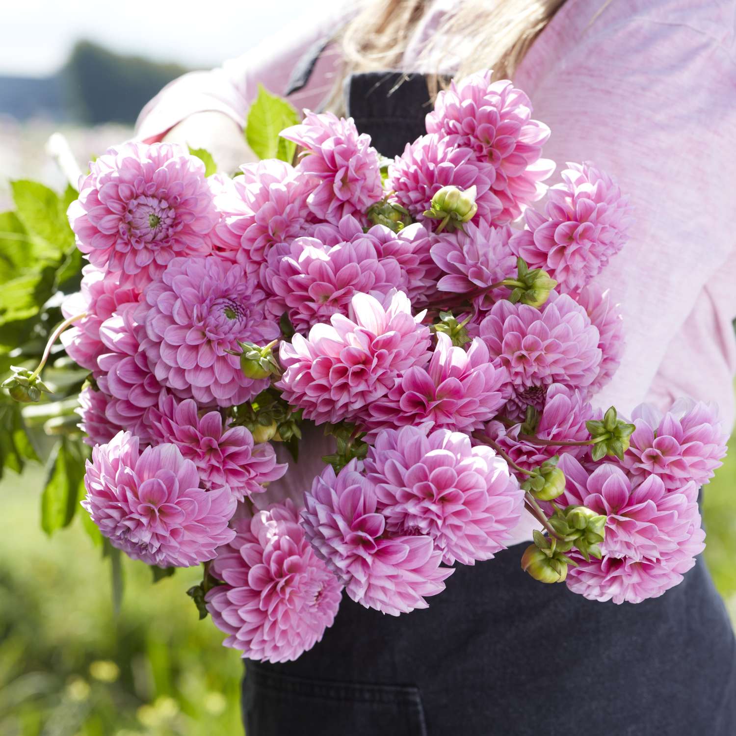 Daalia 'Sweet Fabienne'